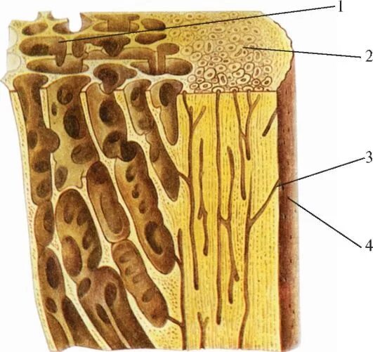Кость образующую губчатое вещество. Кость компактное и губчатое вещество. Трабекулярная структура кости. Компактное вещество кости и губчатое вещество кости. Строение кости компактное губчатое.