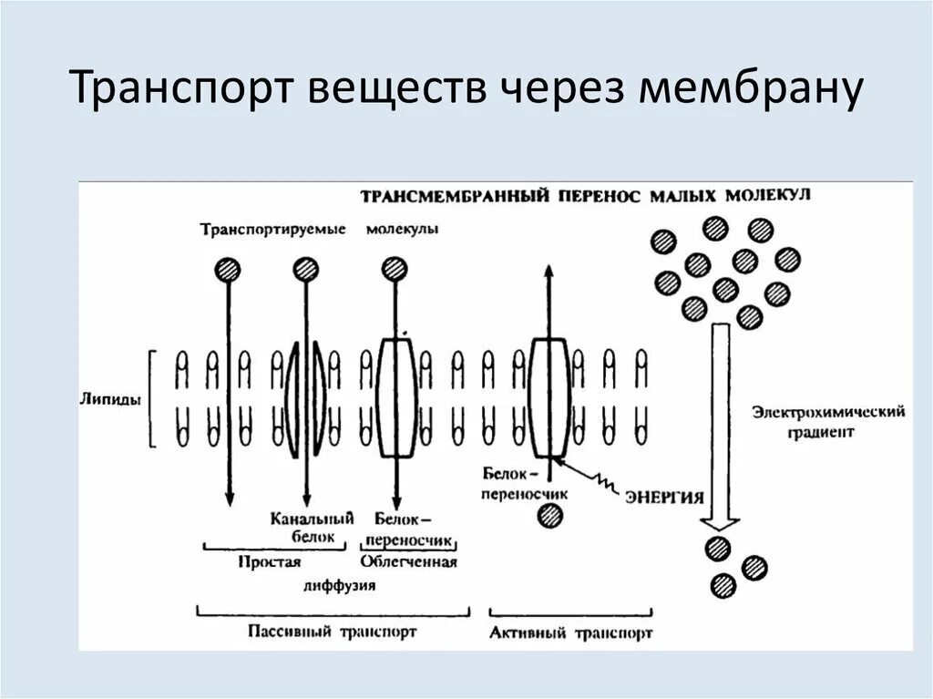 Какой вид мембранного транспорта показан на рисунке. Активный и пассивный транспорт веществ через клеточные мембраны. Пассивный транспорт веществ через клеточную мембрану. Схема транспорта через клеточную мембрану. Пассивный перенос веществ через мембрану.