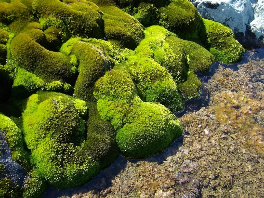 Мох чем отличаются. Мхи лишайники водоросли в Антарктиде. Растительность Антарктиды лишайники. Мох Калимантан. Лишайники в Антарктиде.