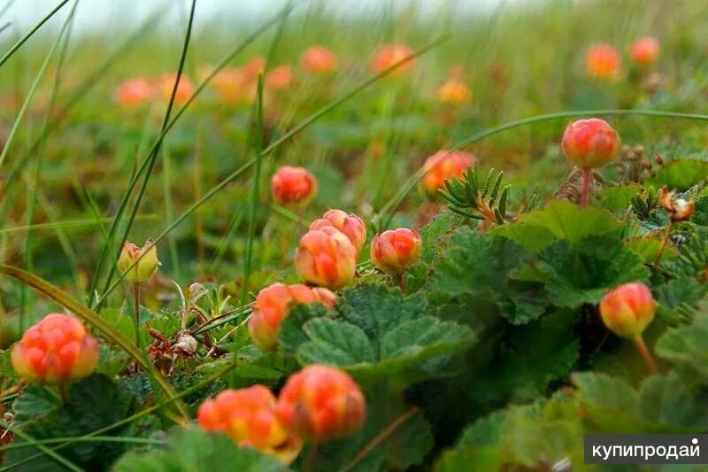 Cloudberries. would you look that beauty. Scandinavian food, Exotic fruit, Newfo