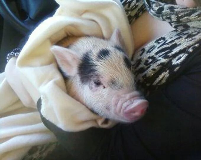 Свинка 8. Свинка 8. Свинка 8. Свинка 8. Свинка 8.