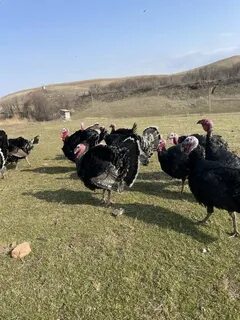 Денис Милани порно видео