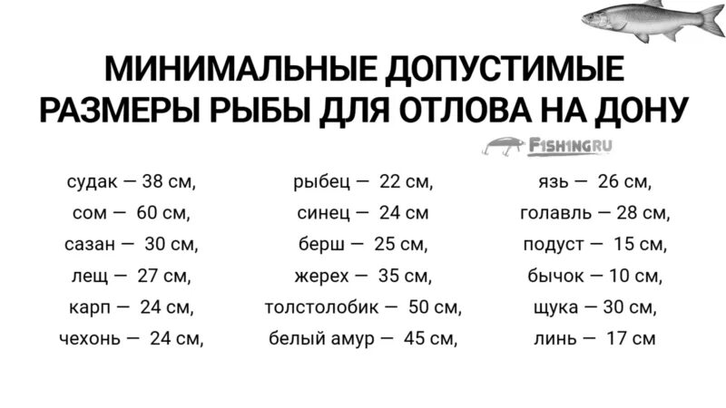 Нормы лова. Допустимый размер рыбы разрешенный. Размер рыбы разрешенной к вылову. Таблица размер рыбы для вылова. Допустимые Размеры вылова рыбы.