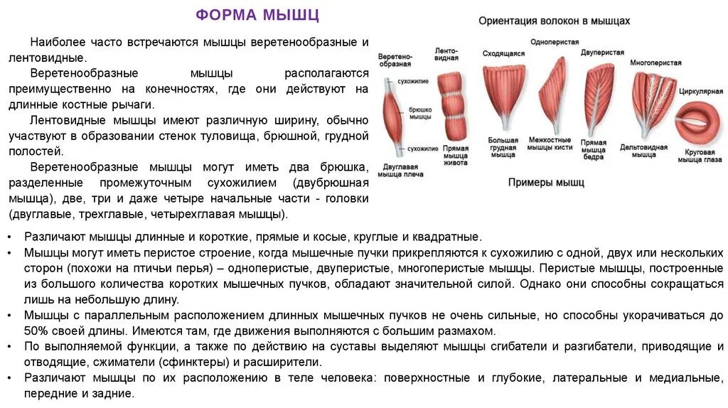 Строение формы и функции мышц. Строение и форма мышц анатомия. Форма мышц в зависимости от расположения мышечных волокон. Веретенообразная мышца функции.