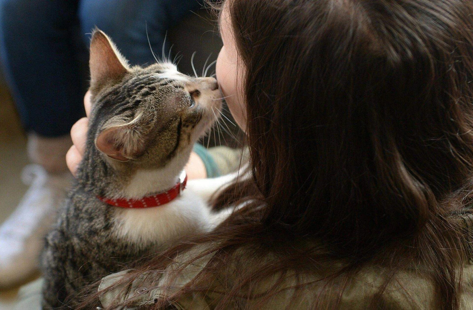 Почему коты ласкаются