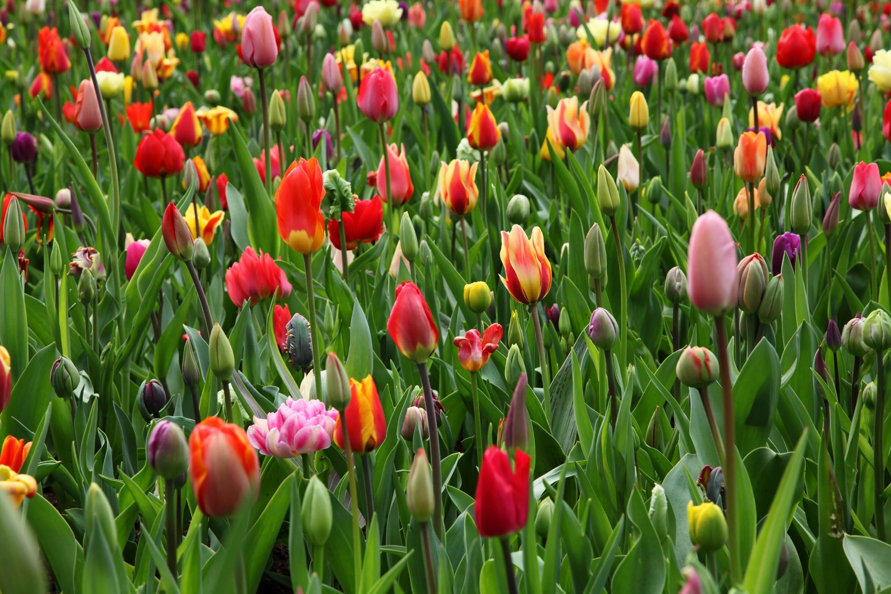 Будут ли цвести тюльпаны весной. Тюльпан Грейсленд. Тюльпаны разных цветов. Пейзаж с тюльпанами. Мелкие тюльпаны.