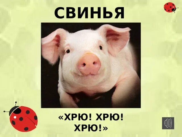 Свинка хрю хрю