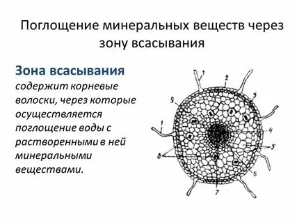 Водоросль поглощает воду и минеральные вещества
