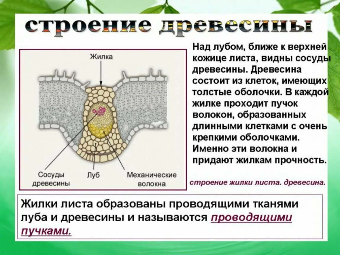 Какой тканью представлены жилки. Строение жилок листа биология 6 класс. Строение жилок листа 6 класс. Внутреннее строение листа. Внутренне строение листа.