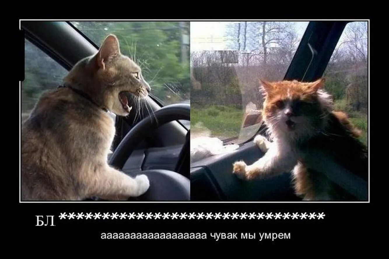 Тормози а где дал дал. Тормози прикол. тормози прикольные картинки. демотиваторы про дальнобойщиков. тормоз прикол.