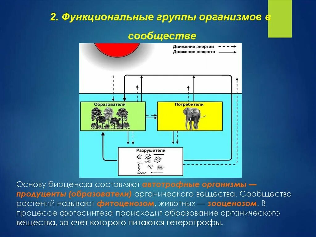 Функциональные группы организмов. Функциональные группы экосистемы. Функциональные группы организмов в сообществе. Функциональные группы организмов в экосистеме. Категория группы организмов