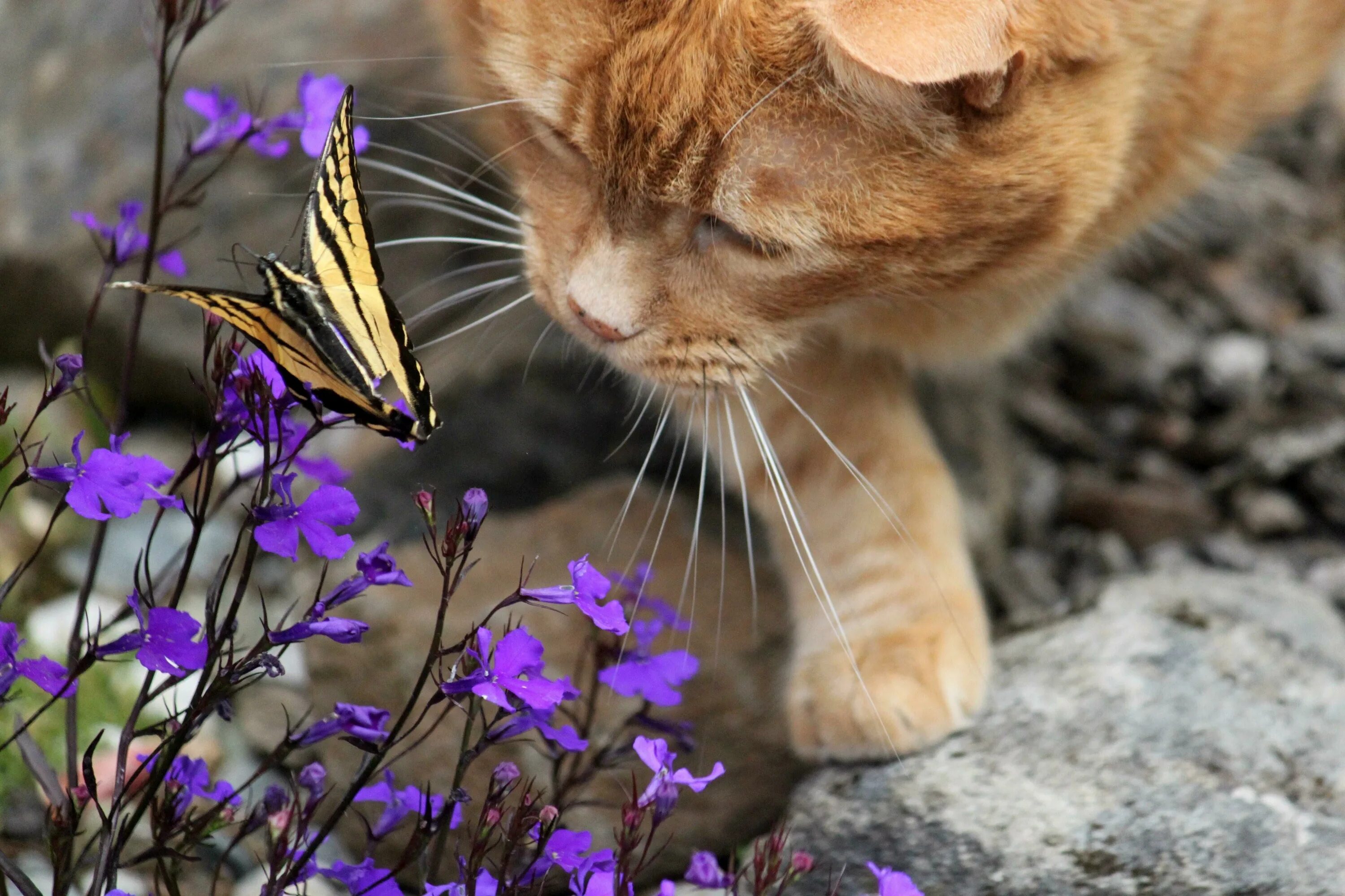 Котенок любит играть с цветами. Кот и бабочка. Кот нюхает цветы. Кошка с бабочками. Котёнок с цветком.