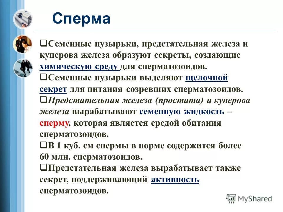 Свойства мужчин. Составы полезных веществ спермы.. Чем полезны сперматозоиды для женщин. Железы, выделяющие секрет для жизнеспособности сперматозоидов:.