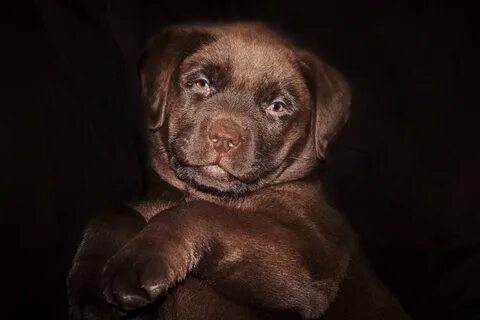Собака коричневый лабрадор