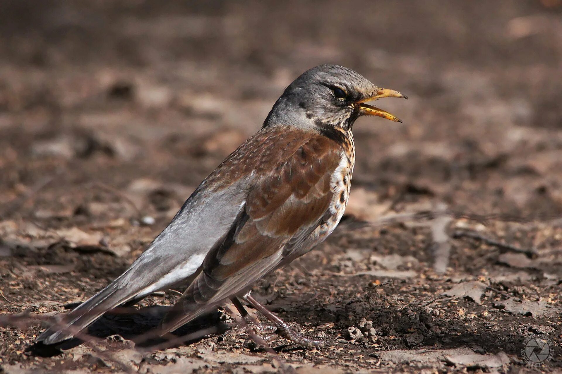 Дрозд рябинник Перелетная птица. Серый Дрозд. Серый Дрозд (Grey Catbird). Птицы Подмосковья Дрозд. Коричневая птица с клювом