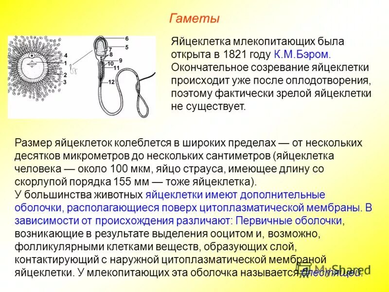 Половые клетки млекопитающих. Этапы образования яйцеклетки. Строение яйцеклетки пресмыкающегося. Процесс образования яйцеклеток у животных. Строение половых клеток рисунок.