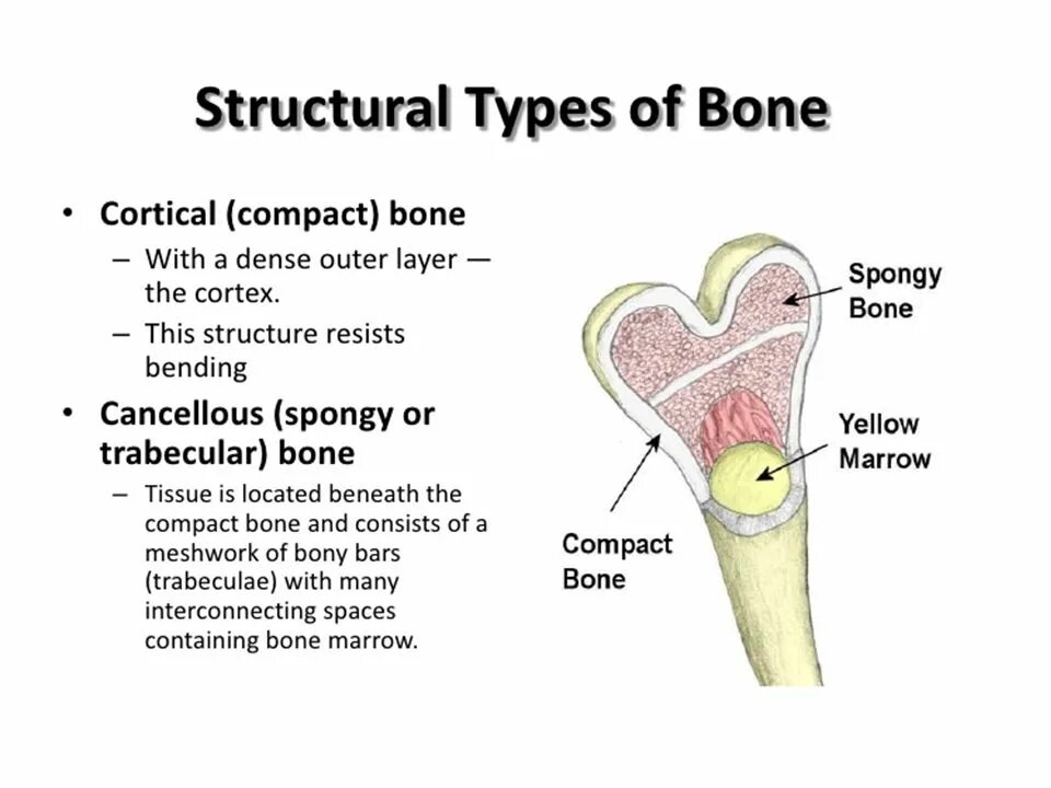 Layers bone. Bone structure. cortical bone. bone tissue. tubular bone structure.
