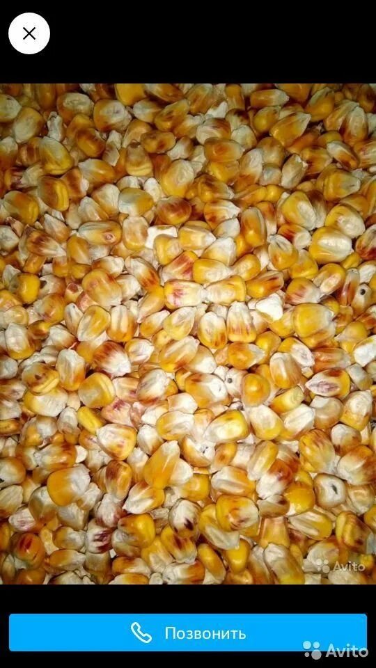 Кукуруза фураж. Зерно кукурузы кормовой. Фуражное зерно. Фуражная пшеница и кукуруза.