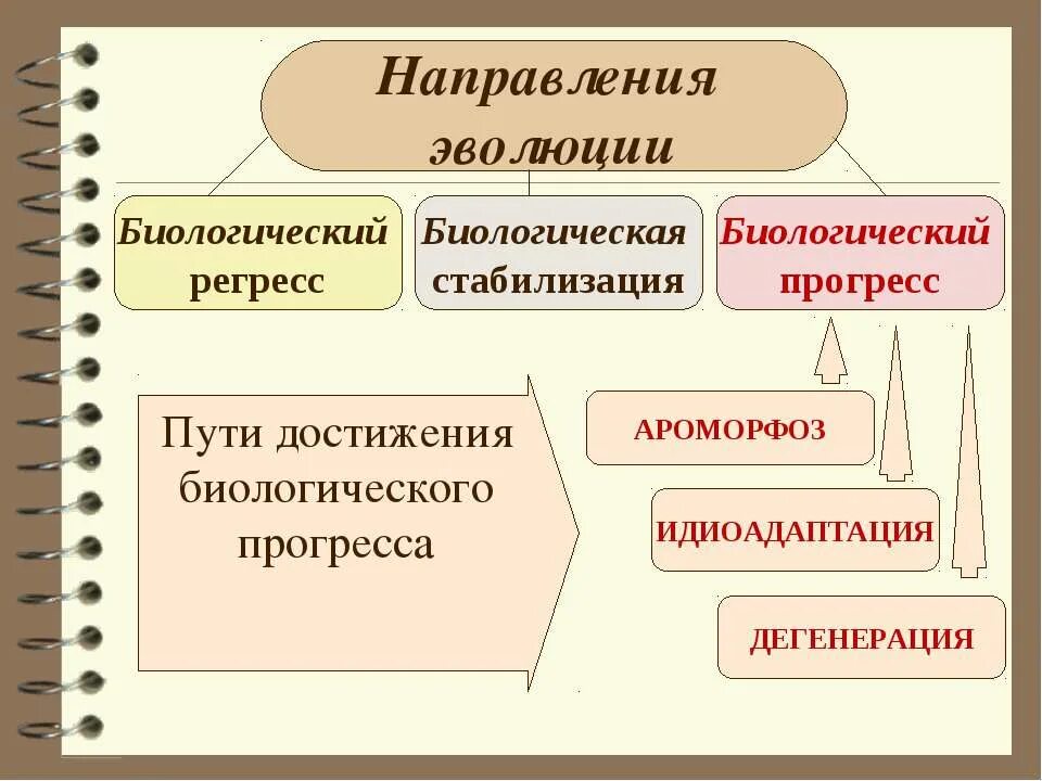 Направление эволюции биологический регресс. Направления эволюции таблица биологический прогресс. пути достижения биологического прогресса ароморфоз. направления эволюции биологический прогресс и регресс идиоадаптация. макроэволюция пути достижения биологического прогресса.