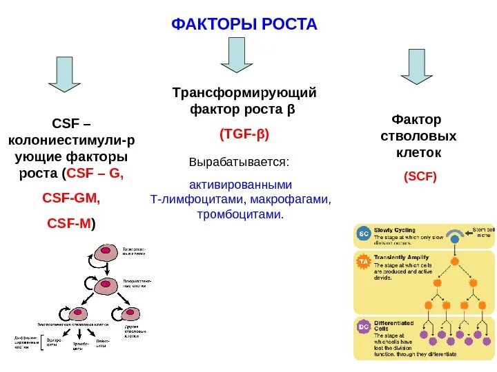 Сайте фактор роста. Факторы роста клеток. трансформирующий фактор роста бета механизм. трансформирующий фактор роста бета 1 функции. факторы роста иммунология.