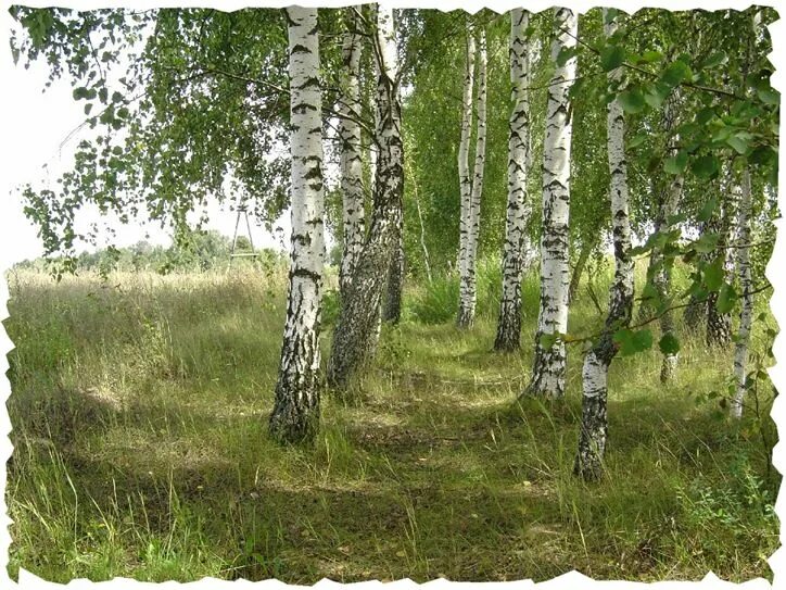 Милые березовые чащи ты земля