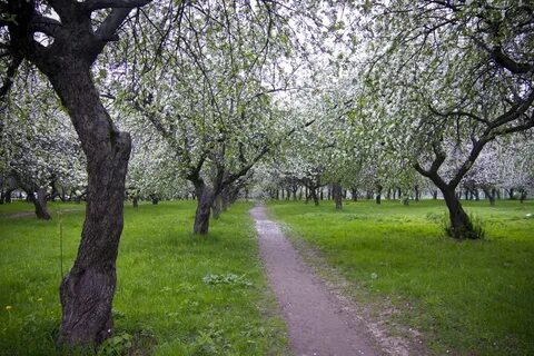 Поселок яблоневый сад московская область