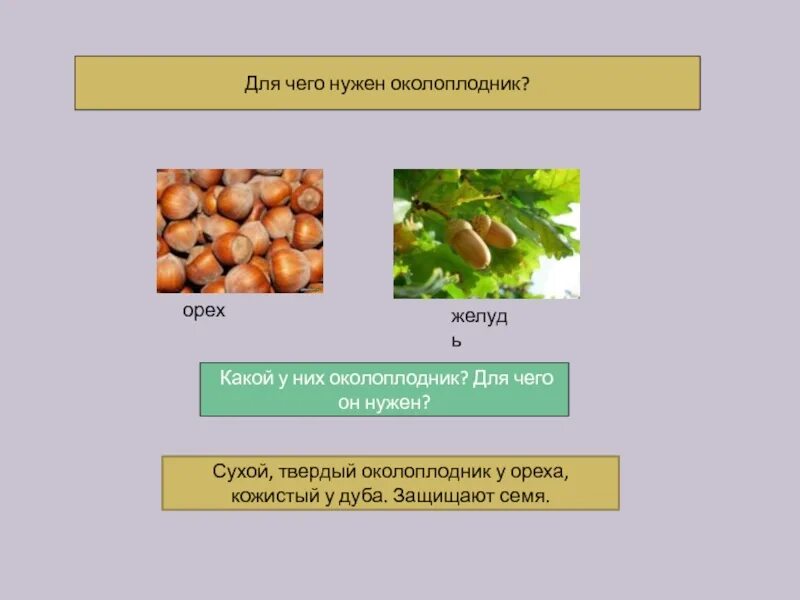 Семена защищены околоплодником отдел растений. Фунудк семя и околоплодник. Орех способ распространения плодов. Приспособления для распространения ореха. Фундук приспособление для распространения.