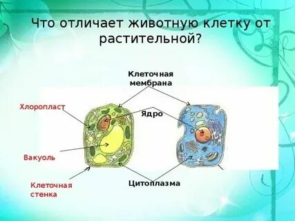 Вакуоли животной клетки