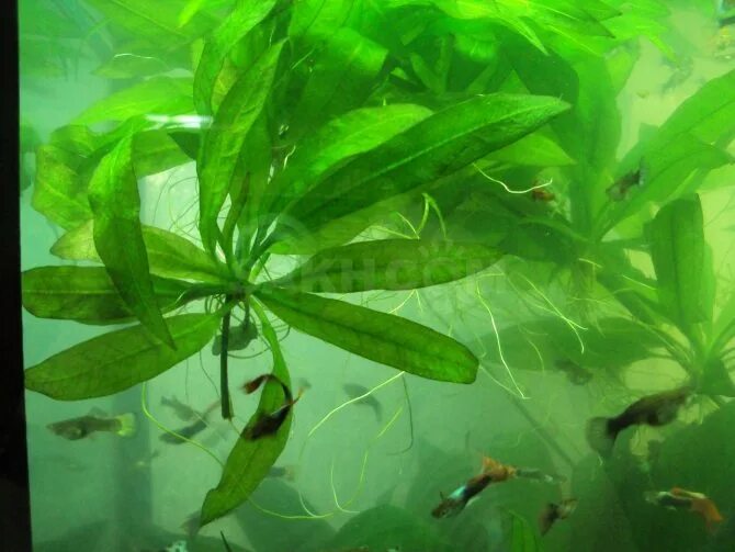 Гуппи Элодея. Элодея для аквариума. Растения плавающие в толще воды в аквариуме. Элодея прудовик