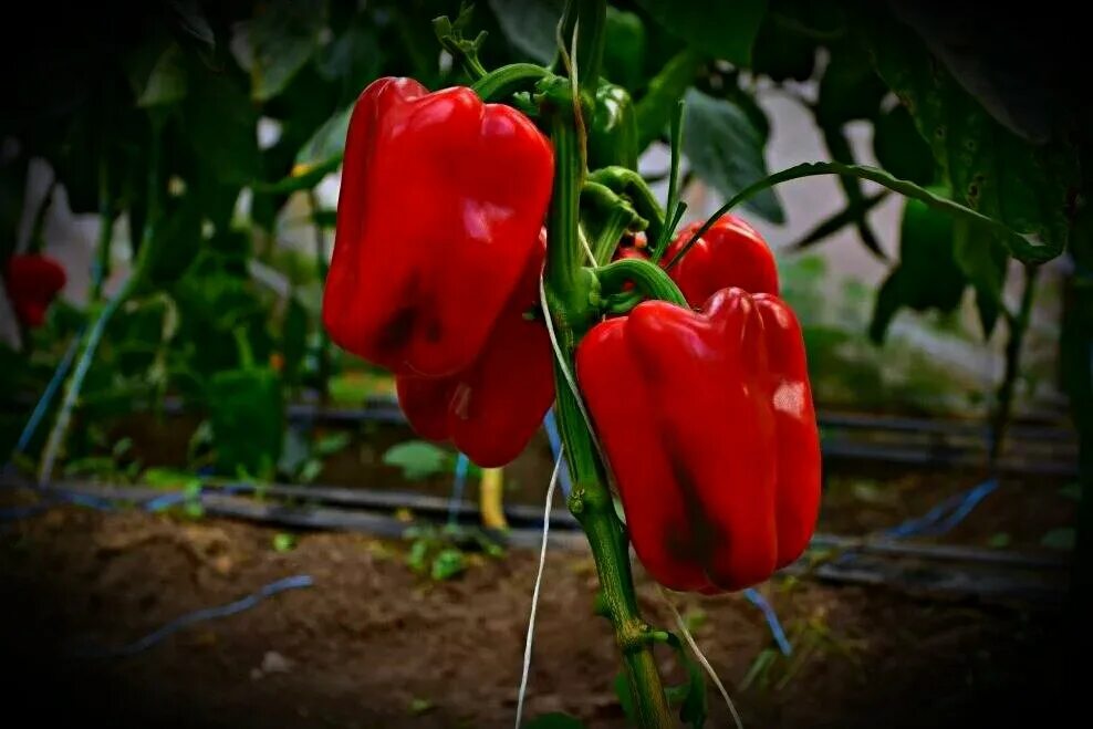 урожайные сорта перца. перец сладкий д'артаньян. урожайные сорта перца. урожайные сорта перца. сорт сладкого перца натальи ф1.