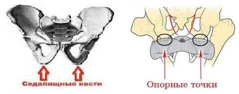 Седалищные бугры расстояние