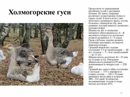 Гуси через сколько дней