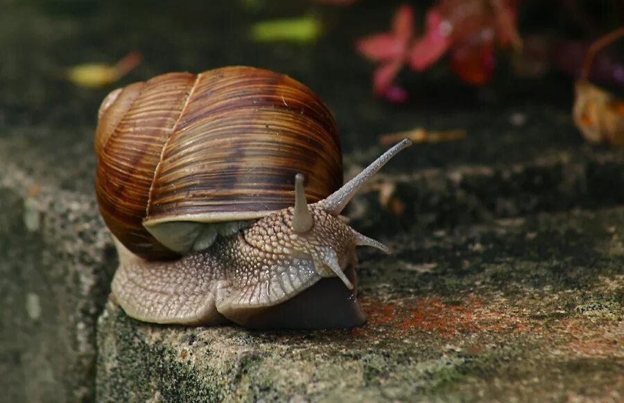 Обитания брюхоногие. Улитка Helix pomatia. Моллюски Виноградная улитка. Брюхоногие Виноградная улитка. Helix pomatia Виноградная улитка.