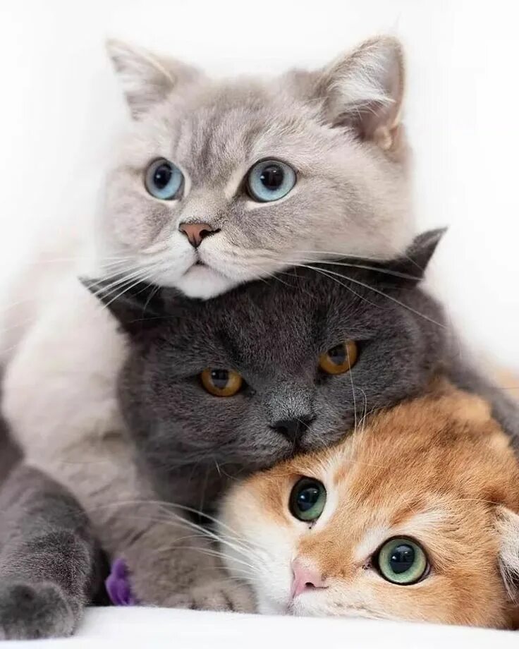 Кот е кошку. Милые коты. три кошки. кошка с котятами. три милых котенка.