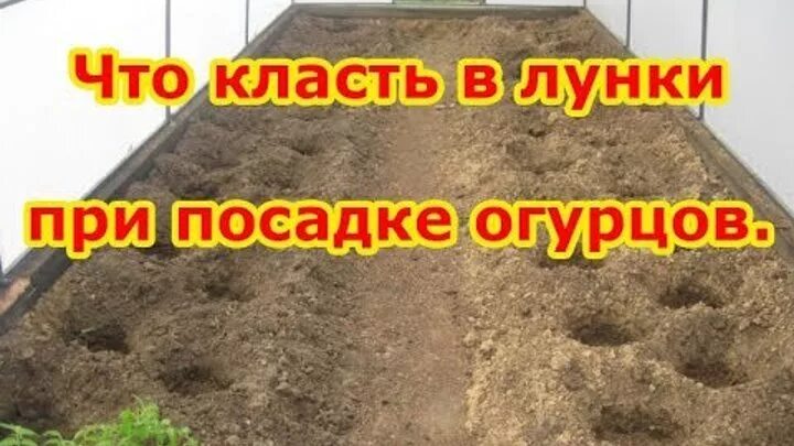 Что положить в лункприпосдке огурцов. Что положить в лунку при посадке огурцов. Что класть в лунку при посадке огурцов. Что в лунку при посадки огурцов. При посадке огурцы что положить