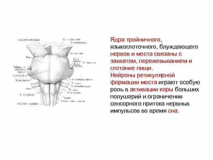 Ядра тройничного нерва в мосту. Ядра блуждающего и тройничного нерва. Тройничный нерв мост. Ядра языкоглоточного.