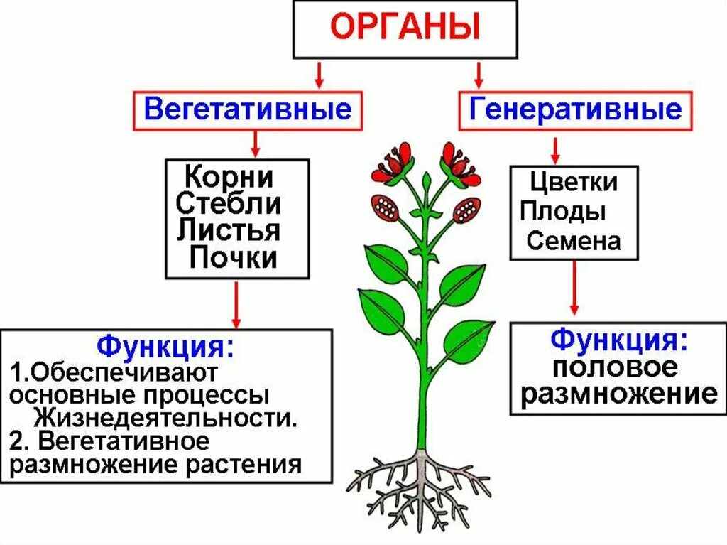 Вегетативные и генеративные органы растений. Строение и функции генеративных органов растений. Перечислите вегетативные органы растений. Строение вегетативных и генеративных органов растений. Свойства живых организмов впр