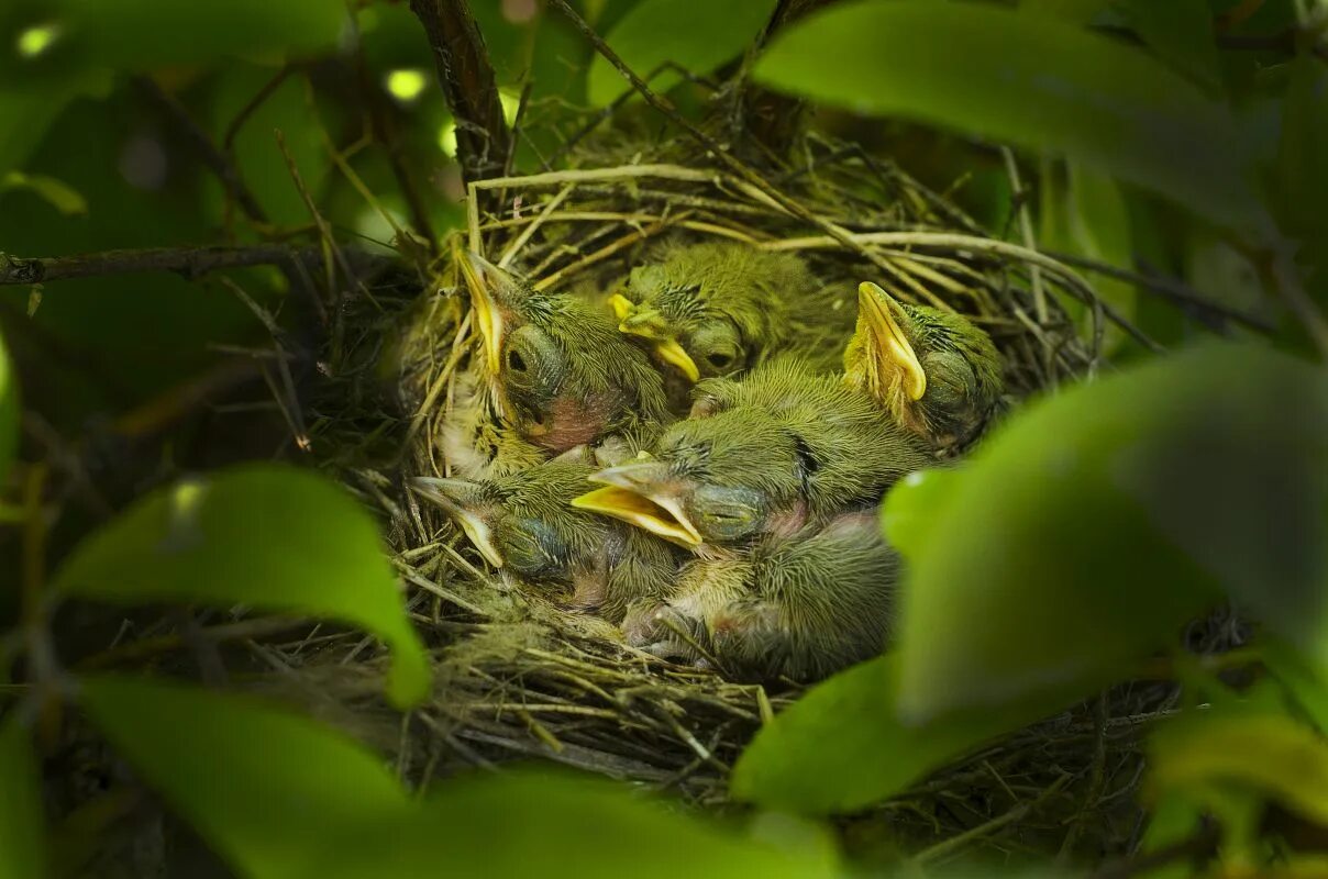 Open nest