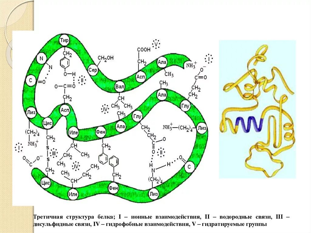 Образование дисульфидных связей в белке. Третичная структура белка дисульфидные связи. Третичная структура белка дисульфидные мостики. Дисульфидная связь в третичной структуре белка. Третичная структура белка строение.