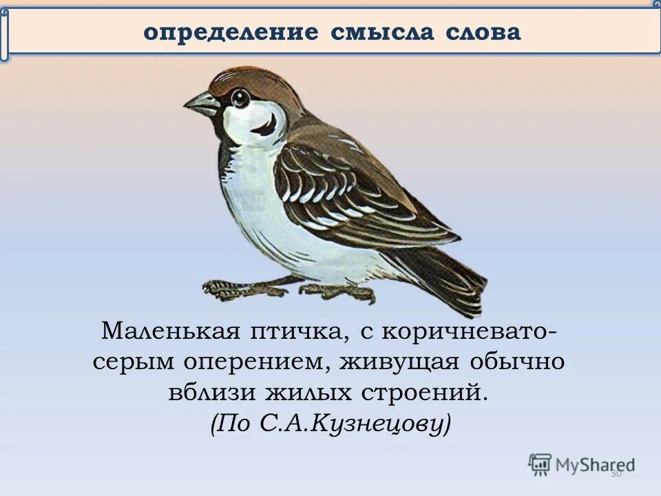 Окончание слова птицы. Птичка с коричневато-серым оперением. Птица с коричнево серым оперением. Маленькая птичка с коричневым серым оперением. Маленькие птички с коричневато серым оперением.