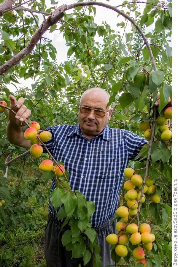 Садовод абрикос. Абрикосы железова. персик у железова.