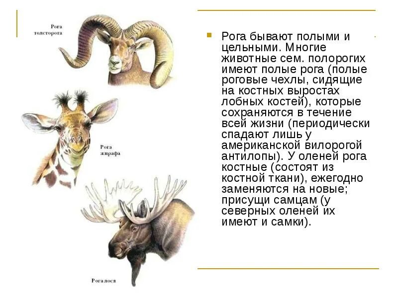 Рога полорогих строение. Рога млекопитающих виды. Типы Рогов у животных. Строение Рогов животных.