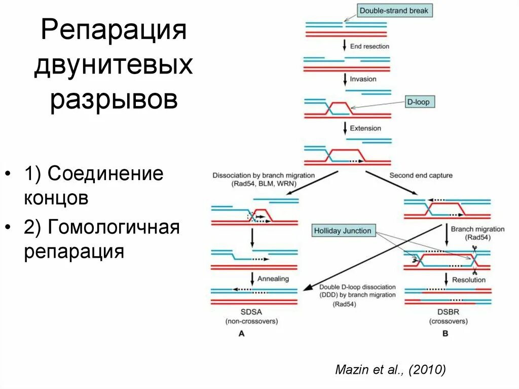 Система репарации двухцепочечных разрывов. Негомологичное соединение концов репарация. Гомологичная рекомбинация ДНК репарация. Репарация ДНК схема процесса.