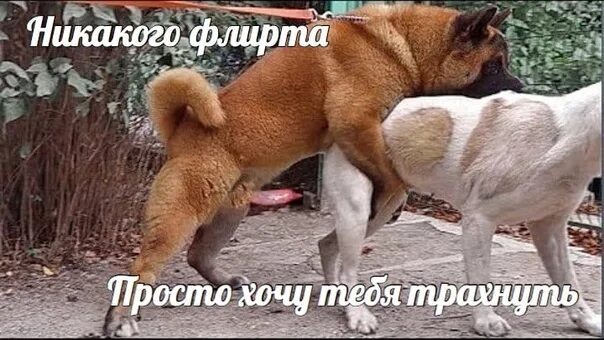 Как Заняться Сексом С Псом