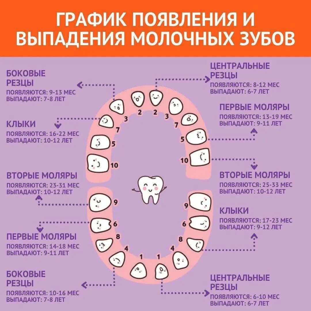 Во сколько выпадают первые зубы. Когда выпадает 4 зуб снизу у ребенка. молочные зубы у детей схема. порядок выпадения молочных зубов схема. когда и какие молочные зубы выпадают у детей.