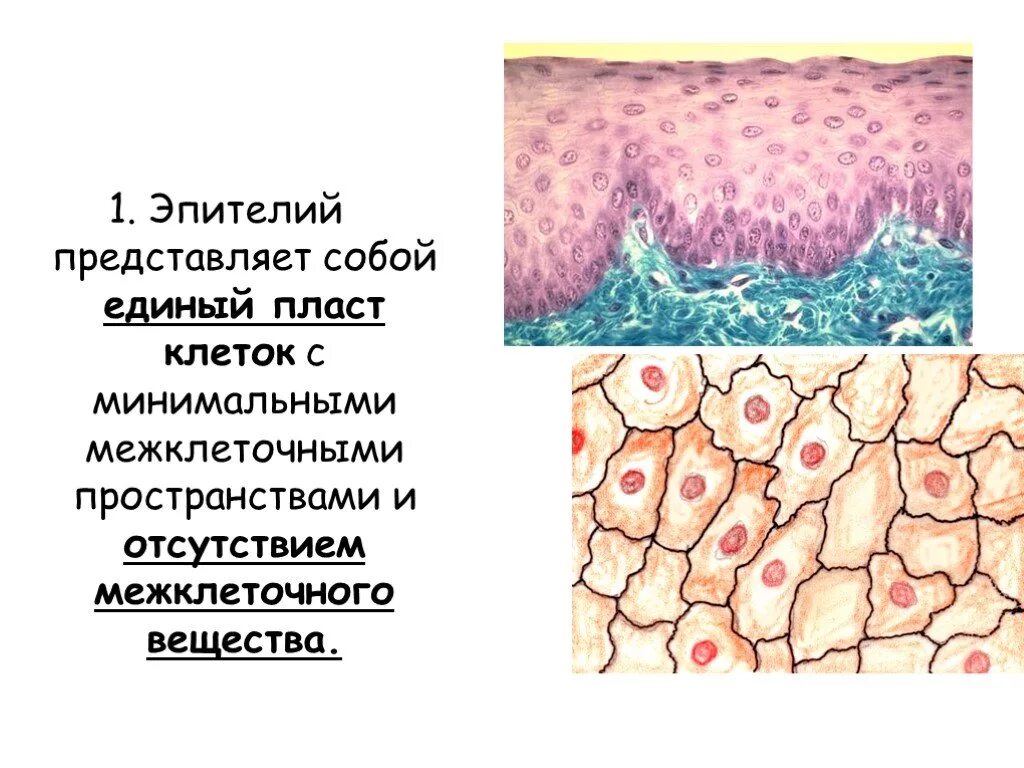 Клетки плоского эпителия пластами. Клетки влагалищного эпителия. Эпителиальная ткань. Клетки плоского эпителия пластами. Цилиндрический эпителий микроскопия.