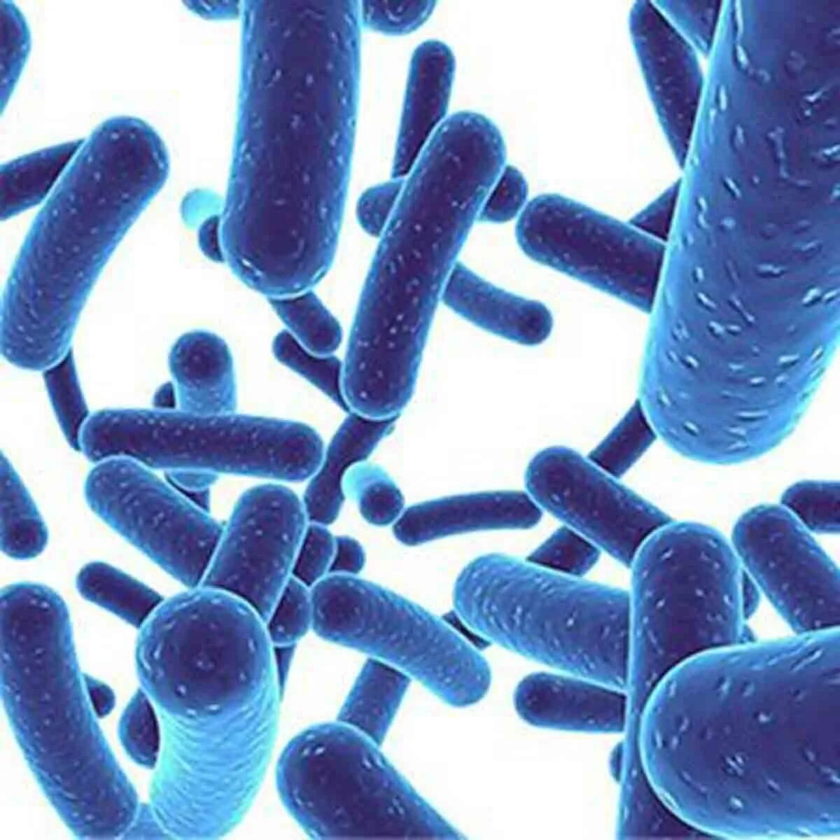 Лизат бифидобактерий. Бактерия бифидобактерия. Лактобактерии и бифидобактерии. Бифидобактерии лонгум. Bifidobacterium bifidum.