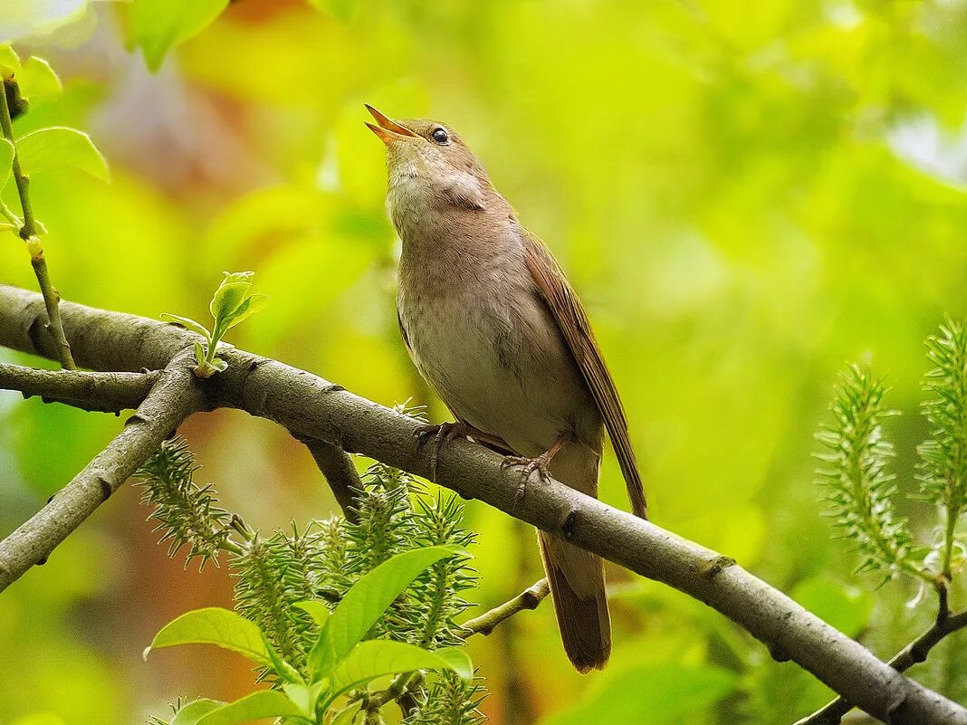соловей полевой. соловьиная роща курск. соловьиная роща курск беседки. птицы россии соловей. логотип соловьиная роща курск.