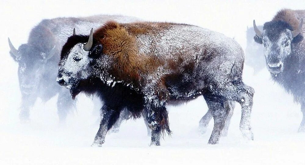 Снежный бизон. Снежный бизон. Бизон в снегу. Sky bison. Бизон в снегу.