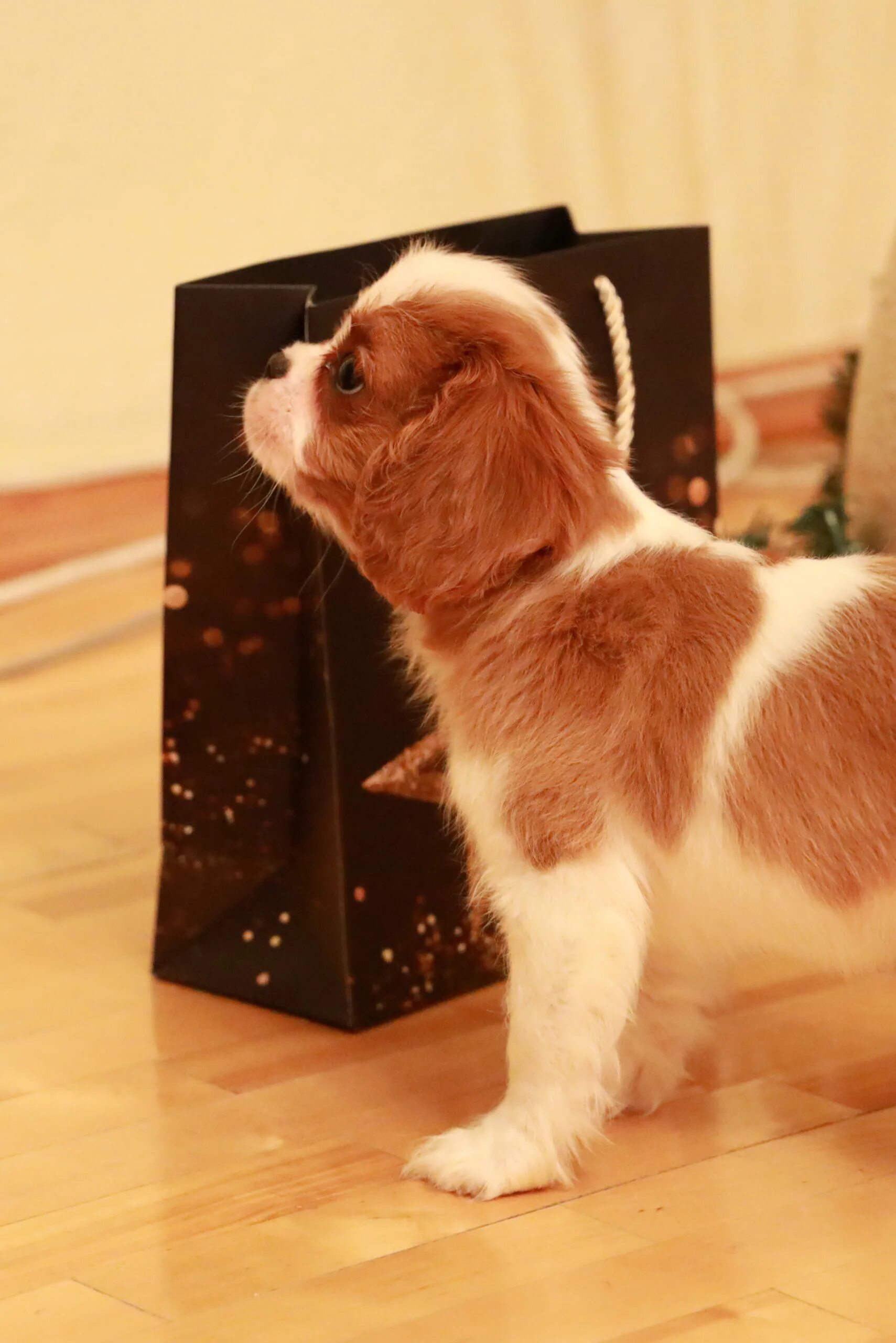 кавалер кинчерс спаниель. кавалер в добрые руки. ковалер кин чаинс спанеель. 2. кавалер в добрые руки.